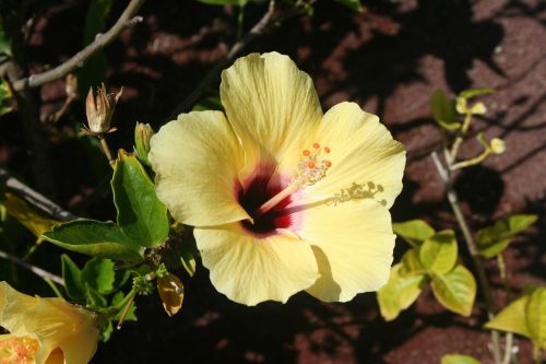 hibiscus plants flowers