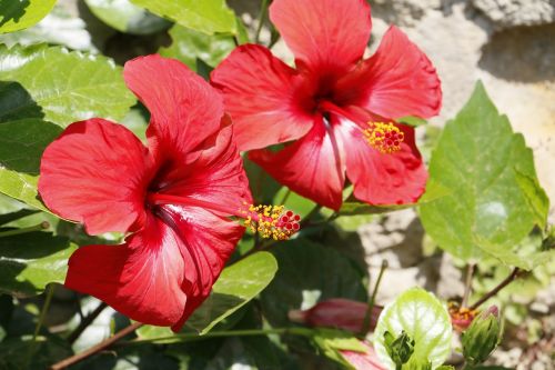 hibiscus flower red