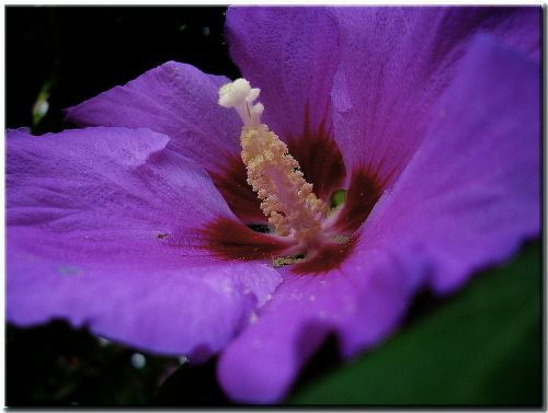 hibiscus blossom bloom