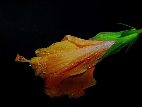 hibiscus orange dew