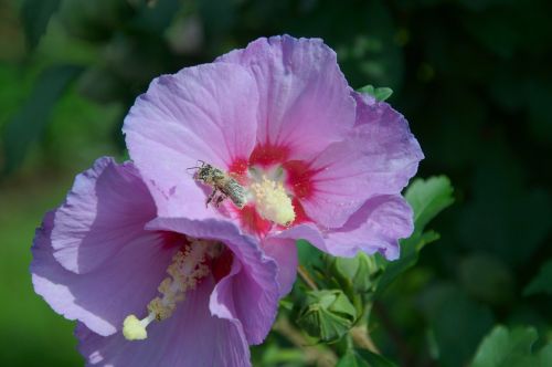 hibiscus bush pollen