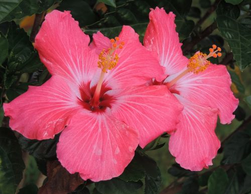 hibiscus pink nature