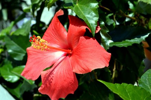 hibiscus red blossom