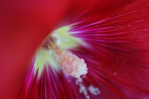 hibiscus red macro