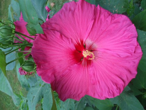 hibiscus magenta flower