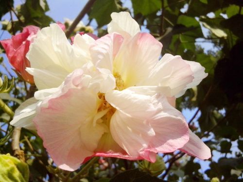 hibiscus white blossom