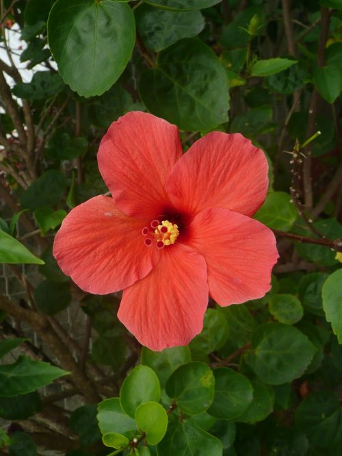 hibiscus flower red