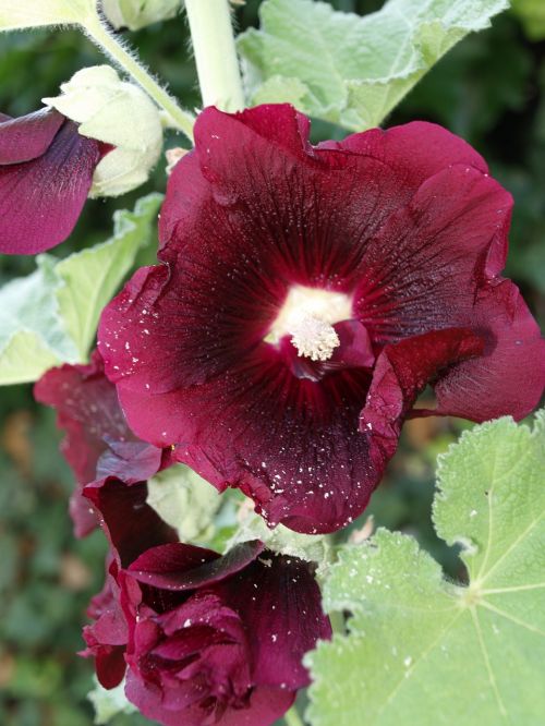 hibiscus flower summer