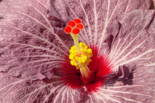 hibiscus flowers nature