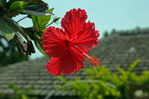 hibiscus hashigo梧 okinawa