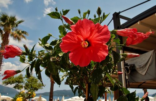 hibiscus flower red