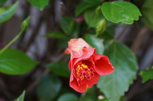 hibiscus flower red