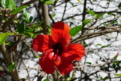 hibiscus flower red