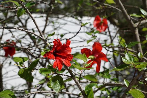 hibiscus flower red