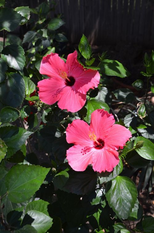 hibiscus pink blossom
