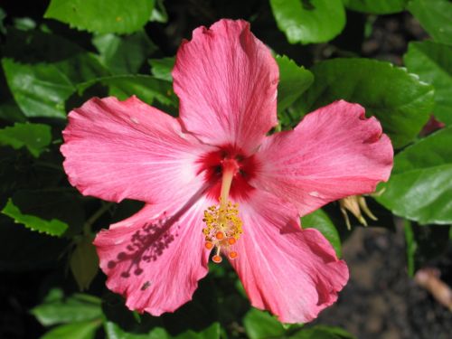 hibiscus pink botanical