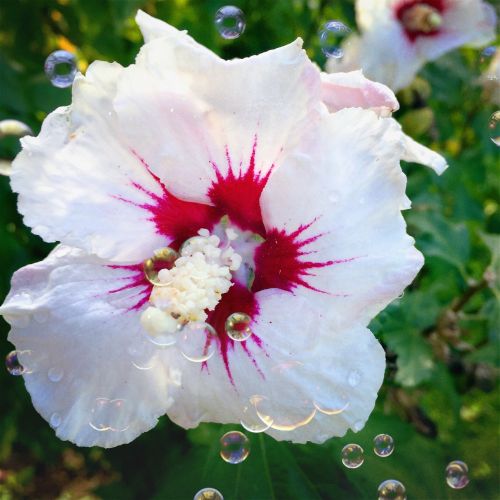 hibiscus flower white