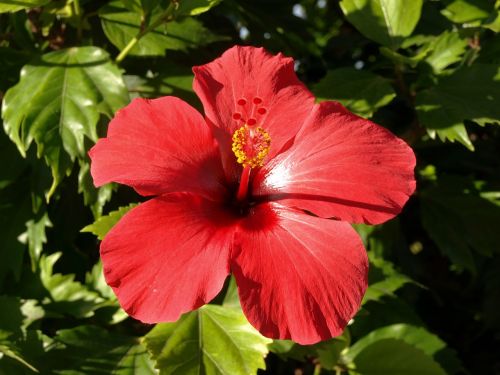 hibiscus blossom bloom