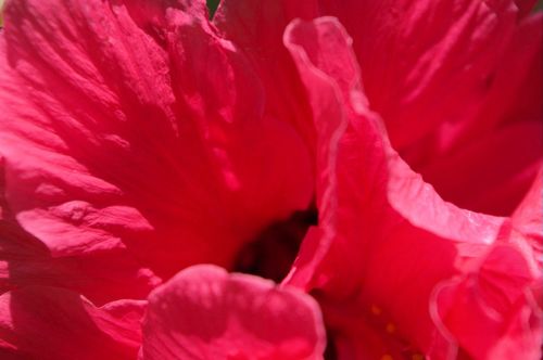 Hibiscus Close-up