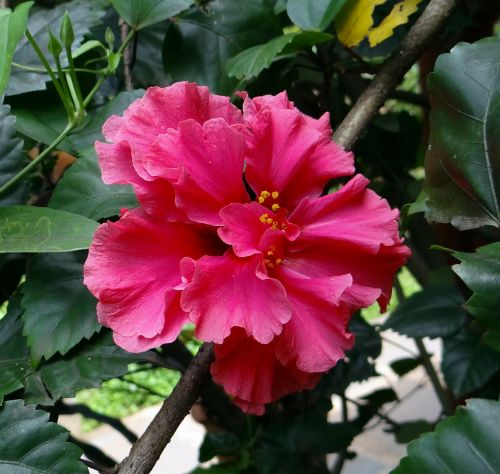 hibiscus double pink rosa sinensis
