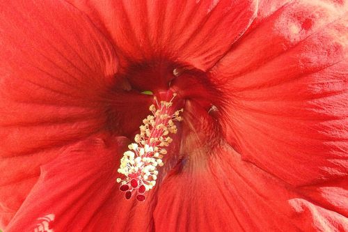 hibiscus flower giant hibiscus red