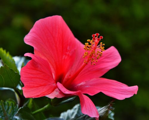 hibiscus flower red summer