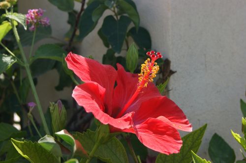 hibiscus flower macro nature