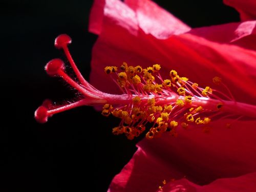 hibiscus flower stamp pollen