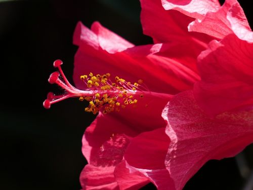 hibiscus flower stamp pollen