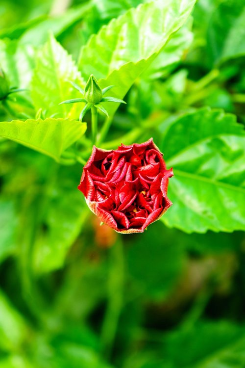 hibiscus flowers  nature  plant