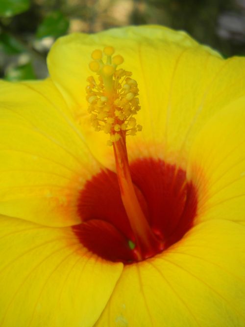 hibiscus flowers flowers yellow