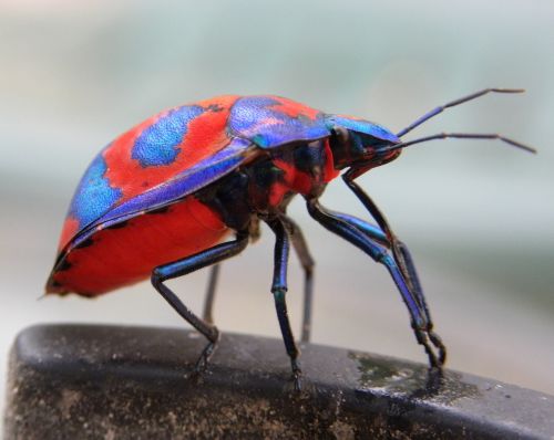 hibiscus harlequin bug tectocoris diophthalmus insects