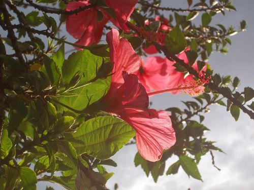 hibiscus red flower