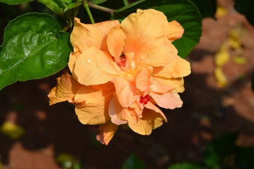 hibiscus rosa-sinensis flower golden double
