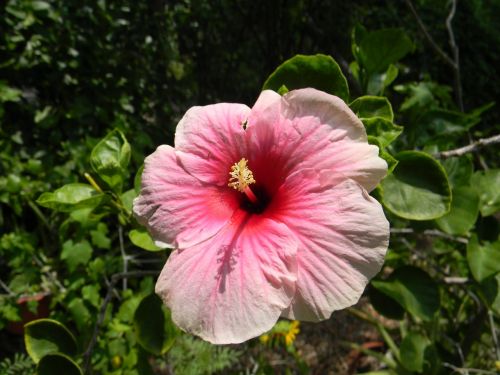hibiscus rosa-sinensis flower pink