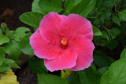 hibiscus rosa-sinensis flower hibiscus