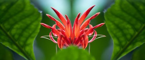 hibiscus schizopetalus flower red