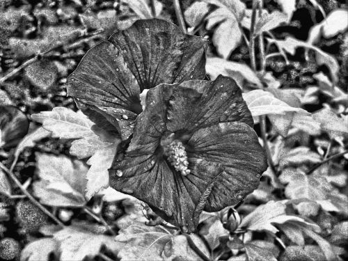 Hibiscus Black And White