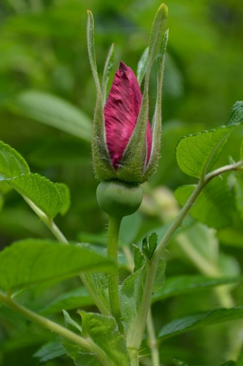 hibsikus blossom bloom