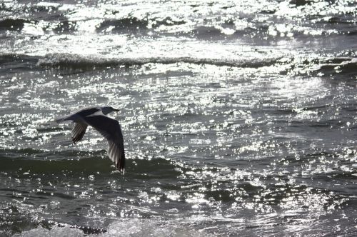 hiddensee walk on the beach seagull flying