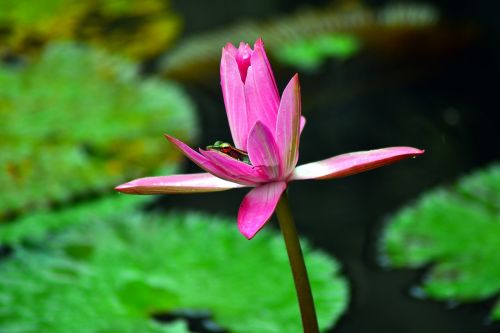 hiding frog lotus