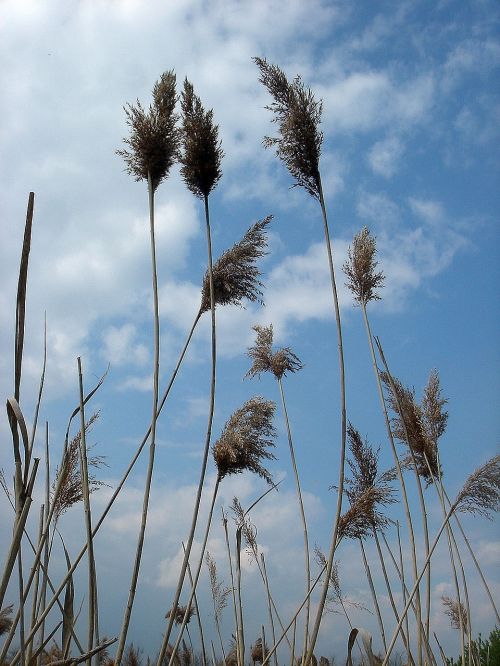 high dry grass sky