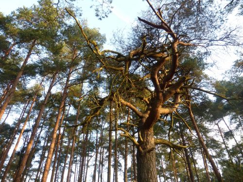 high trees tall trees forest