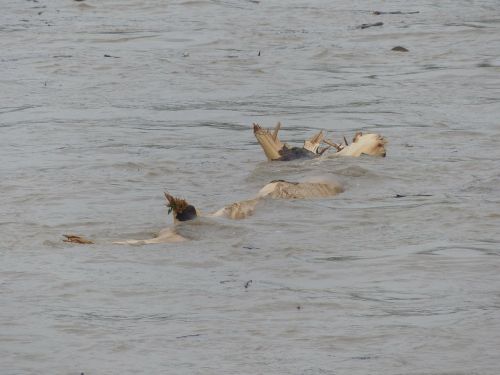 high water drift wood river