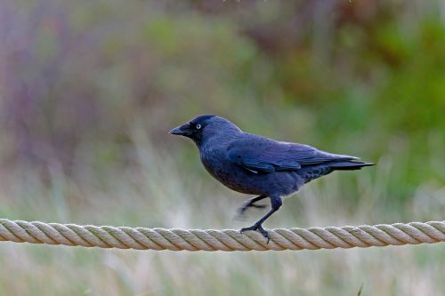 high-wire artist jackdaw bird