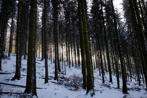 high'fagne  belgium  nature