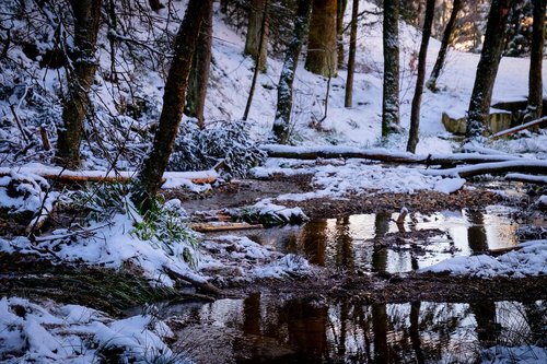 high'fagne  belgium  nature