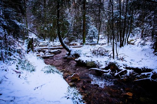 high'fagne  belgium  nature