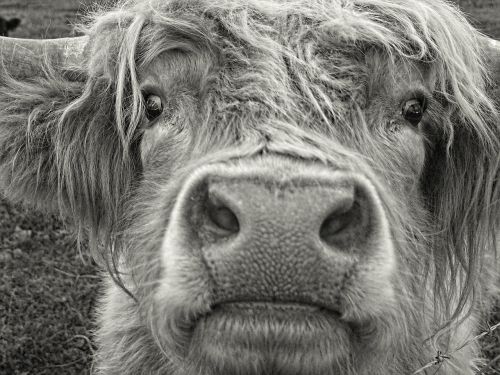 highland cow pasture