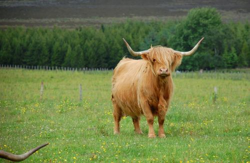 highland cow scotland